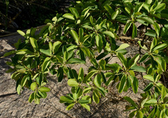 Terminalia porphyrocarpa