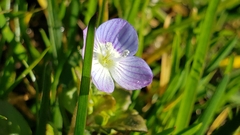Common Field Speedwell (Veronica persica)