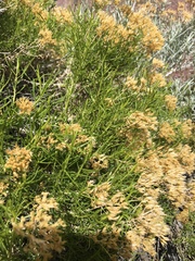 Chrysothamnus greenei
