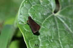Anthoptini