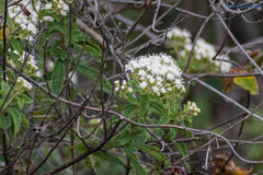 Ageratina brevipes