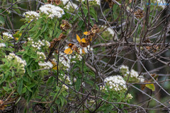 Ageratina brevipes
