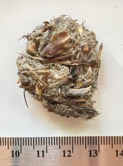 Dendragapus fuliginosus