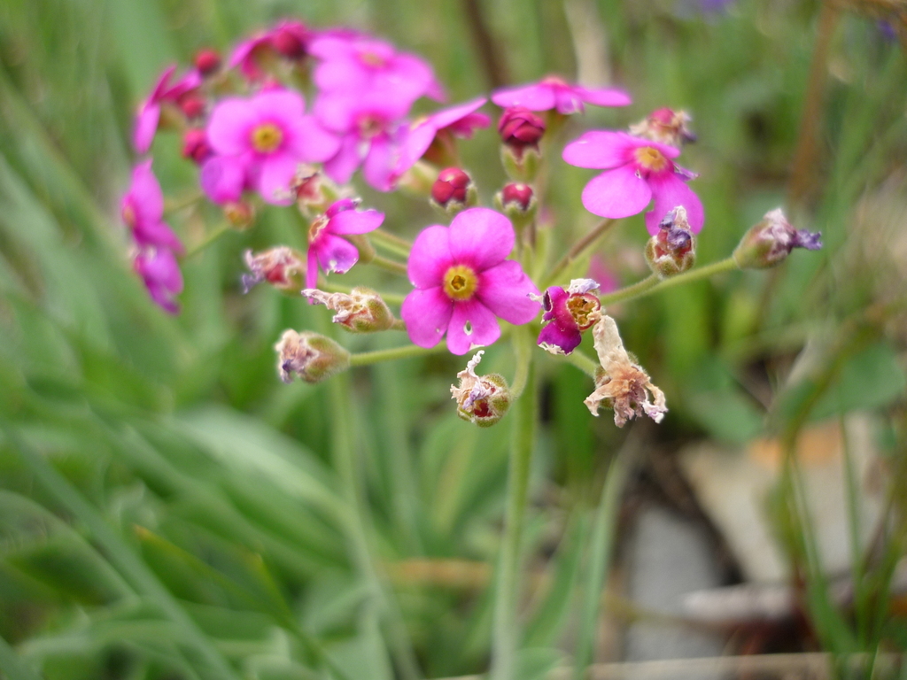 Androsace spinulifera (Androsace spinulifera)