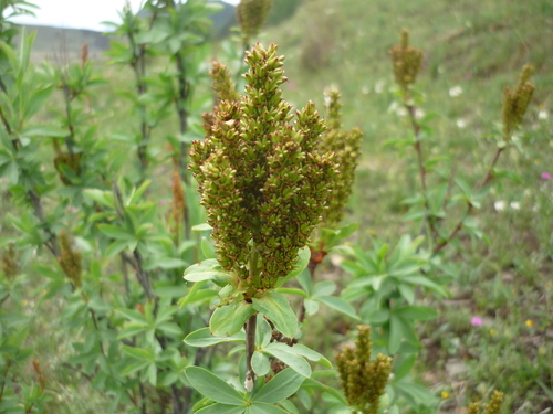 Sibiraea angustata