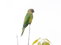 Eupsittula pertinax
