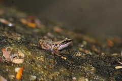Eleutherodactylus albolabris