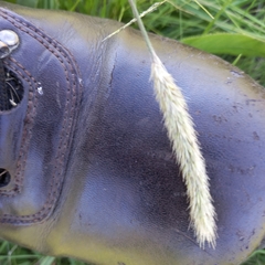 Setaria sphacelata sphacelata