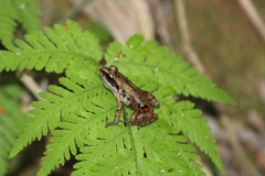 Eleutherodactylus albolabris