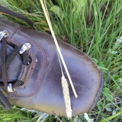 Setaria sphacelata sphacelata