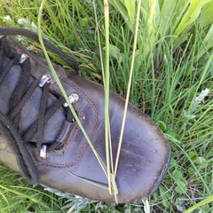 Setaria sphacelata sphacelata