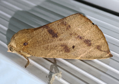 Mnesampela heliochrysa