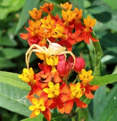 Misumenops callinurus