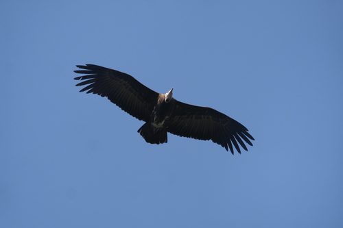 Hooded Vulture