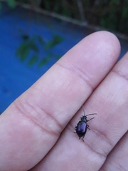 Macrohaltica transversa