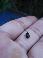 Macrohaltica transversa