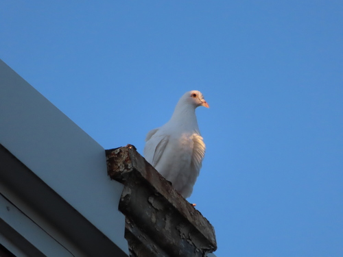 Feral Pigeon photographed in Pennsylvania