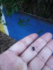 Macrohaltica transversa