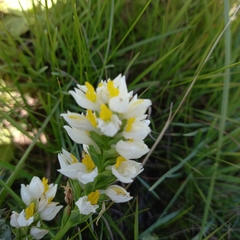Schizochilus flexuosus