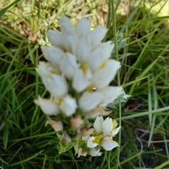 Schizochilus flexuosus
