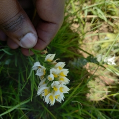 Schizochilus flexuosus