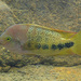 Redhead Cichlid - Photo (c) H.T.Cheng, some rights reserved (CC BY-NC), uploaded by H.T.Cheng