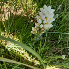 Schizochilus flexuosus