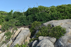 Eugenia reinwardtiana