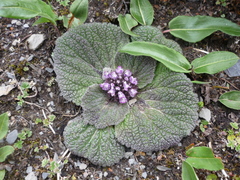 Phlomoides rotata