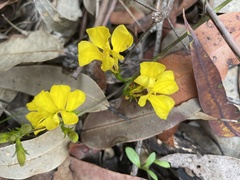 Goodenia decurrens
