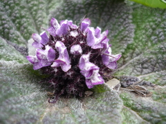 Phlomoides rotata