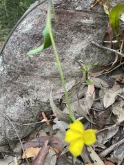 Goodenia decurrens