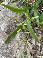 Goodenia decurrens