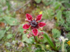 Micranthes melanocentra