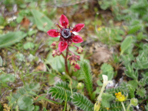 Image of Micranthes melanocentra by (c) Andreas Taeger, some rights reserved (CC BY)