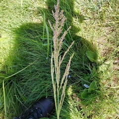 Miscanthus ecklonii