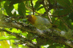 Hemithraupis ruficapilla