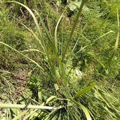 Miscanthus ecklonii