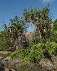 Terminalia porphyrocarpa