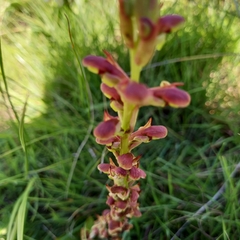 Disa brevicornis