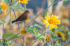 Passerina versicolor