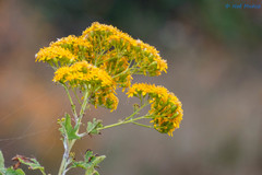 Roldana heracleifolia
