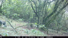 Cercopithecus mitis erythrarchus