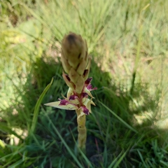 Satyrium longicauda