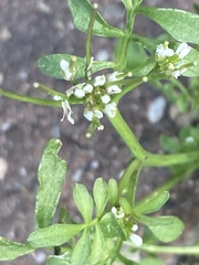 Cardamine hirsuta