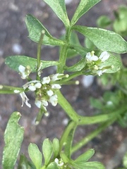 Cardamine hirsuta