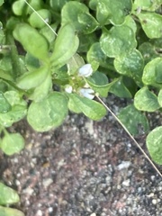 Cardamine hirsuta