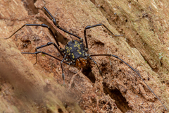 Syncranaus cribrum