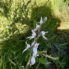 Brownleea recurvata