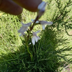Brownleea recurvata